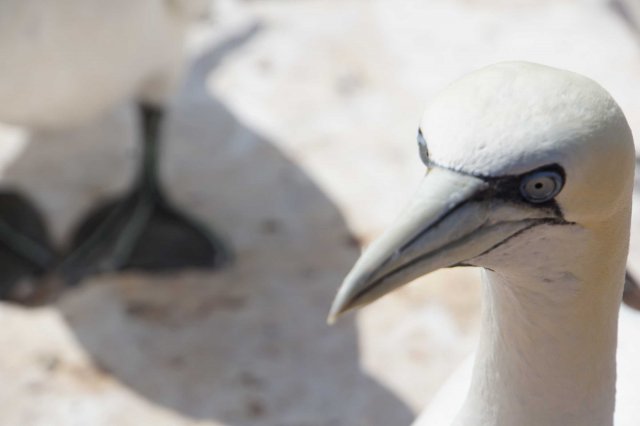 Helgoland